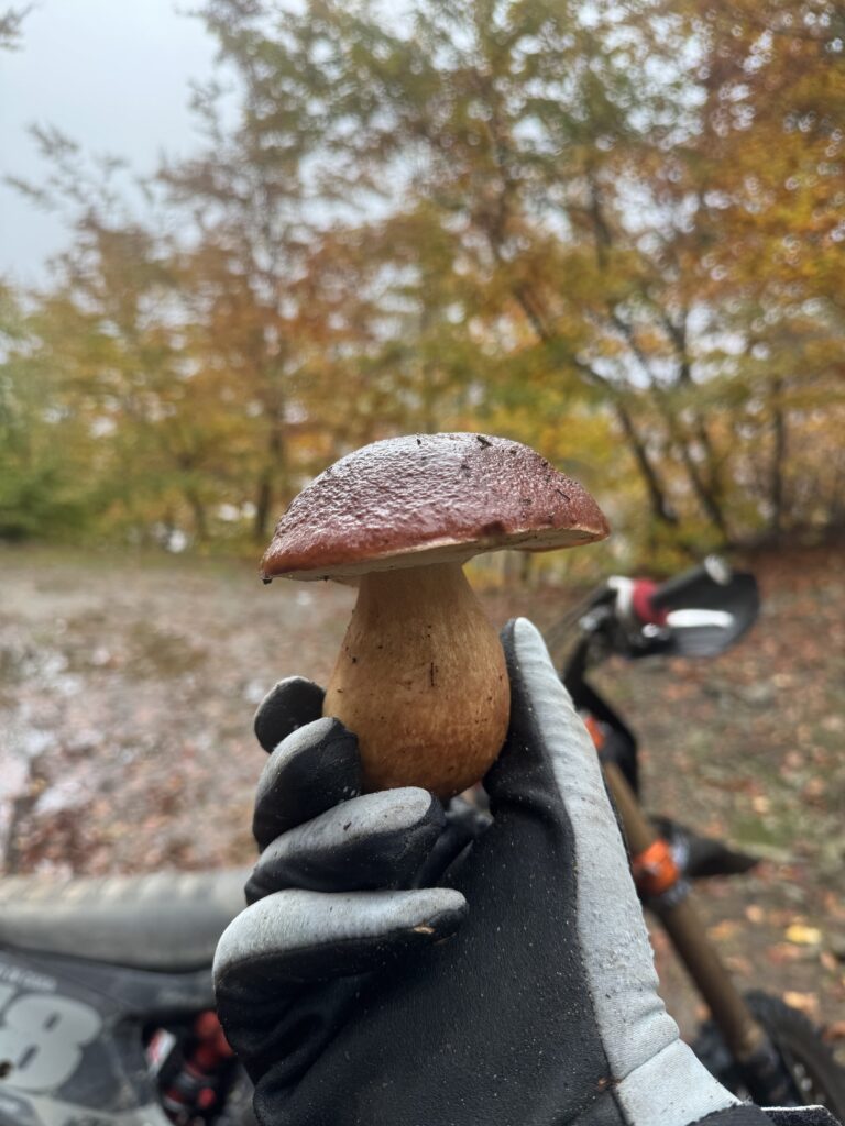 Boletus Edulis, also known as Porcino in Italy