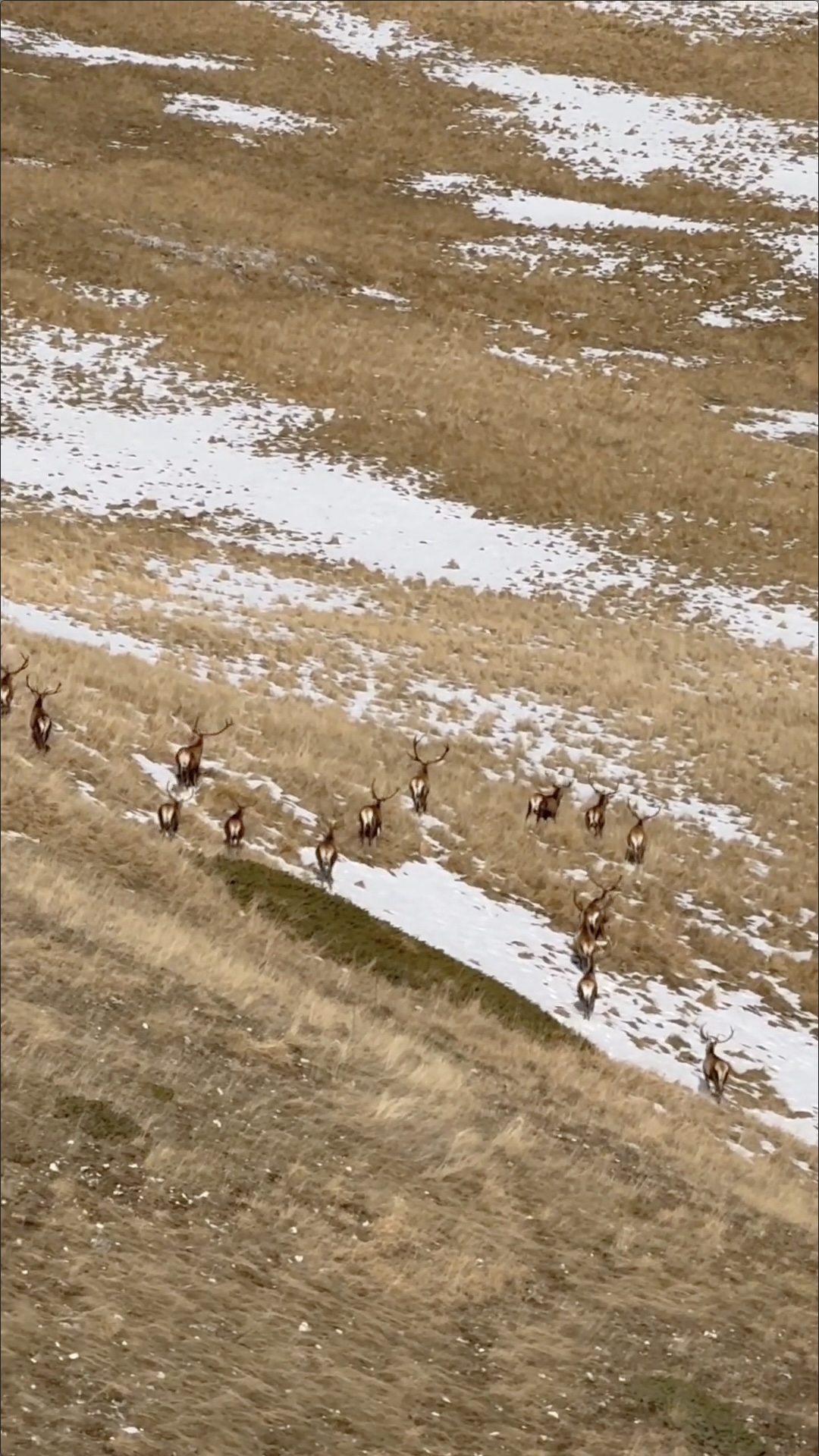 Bucks at dawn